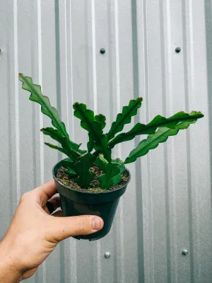 4" Epiphyllum Anguliger 'Ric Rac Cactus'