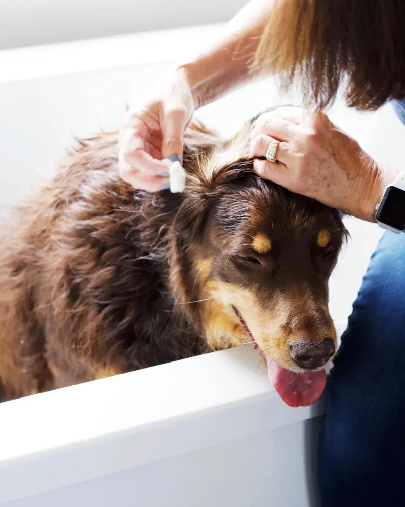 Alcohol-Free Ear Wash in Juniper Berry & Pine