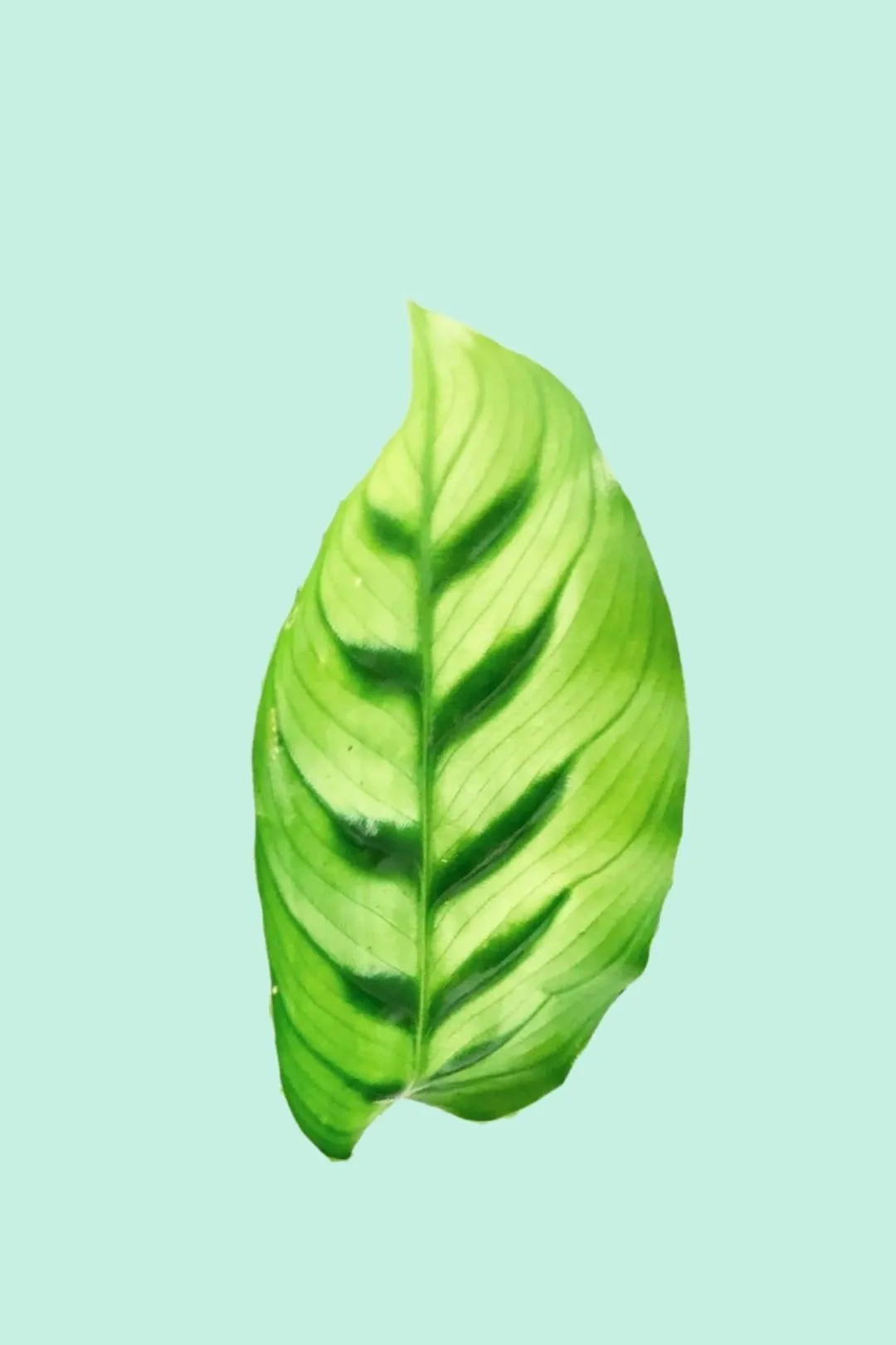 Calathea leopardina (Plante Paon)