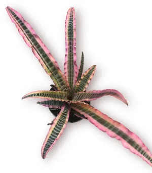 Cryptanthus Elaine 5"
