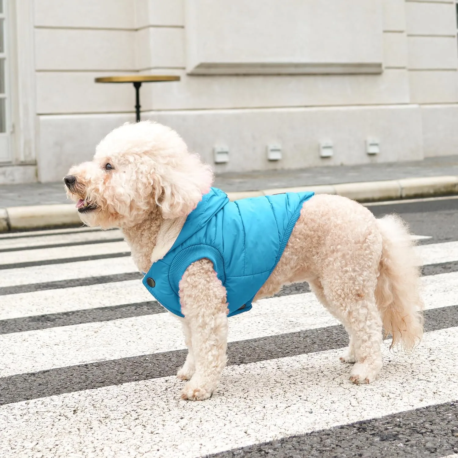 Fleece Lining Extra Warm Dog Hoodie in Winter,Small Dog Jacket Puppy Coats with Hooded,Light Blue S