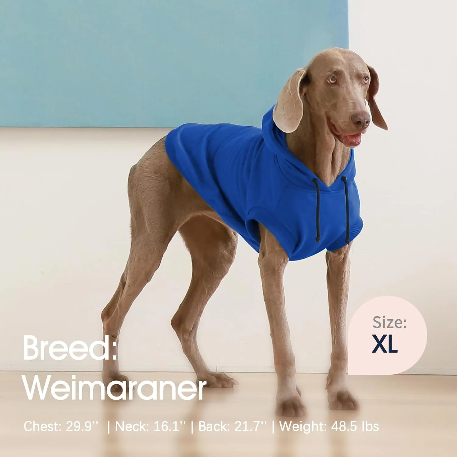 IECOii Large Dog Hoodie with Hat - Warm Sweatshirt for Dogs, Spring to Winter, Blue XL (No Fleece Lined)