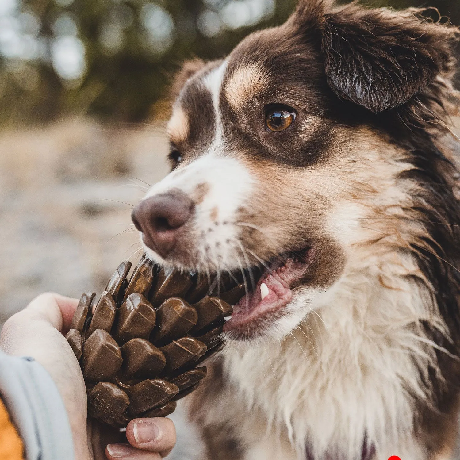 Loblola Pinecone Puzzle Toy