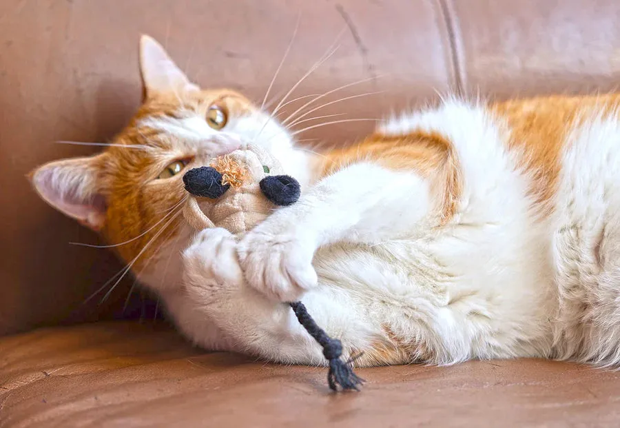 Menacing Mice Catnip Toy Set
