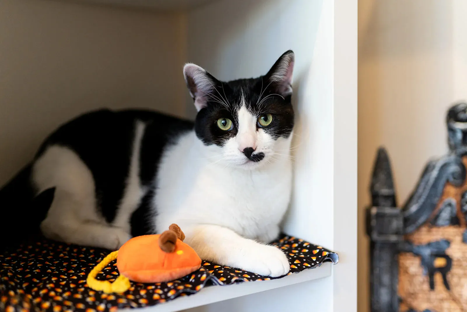 Menacing Mice Catnip Toy Set