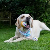 Pawty Tennis Balls - Ancol