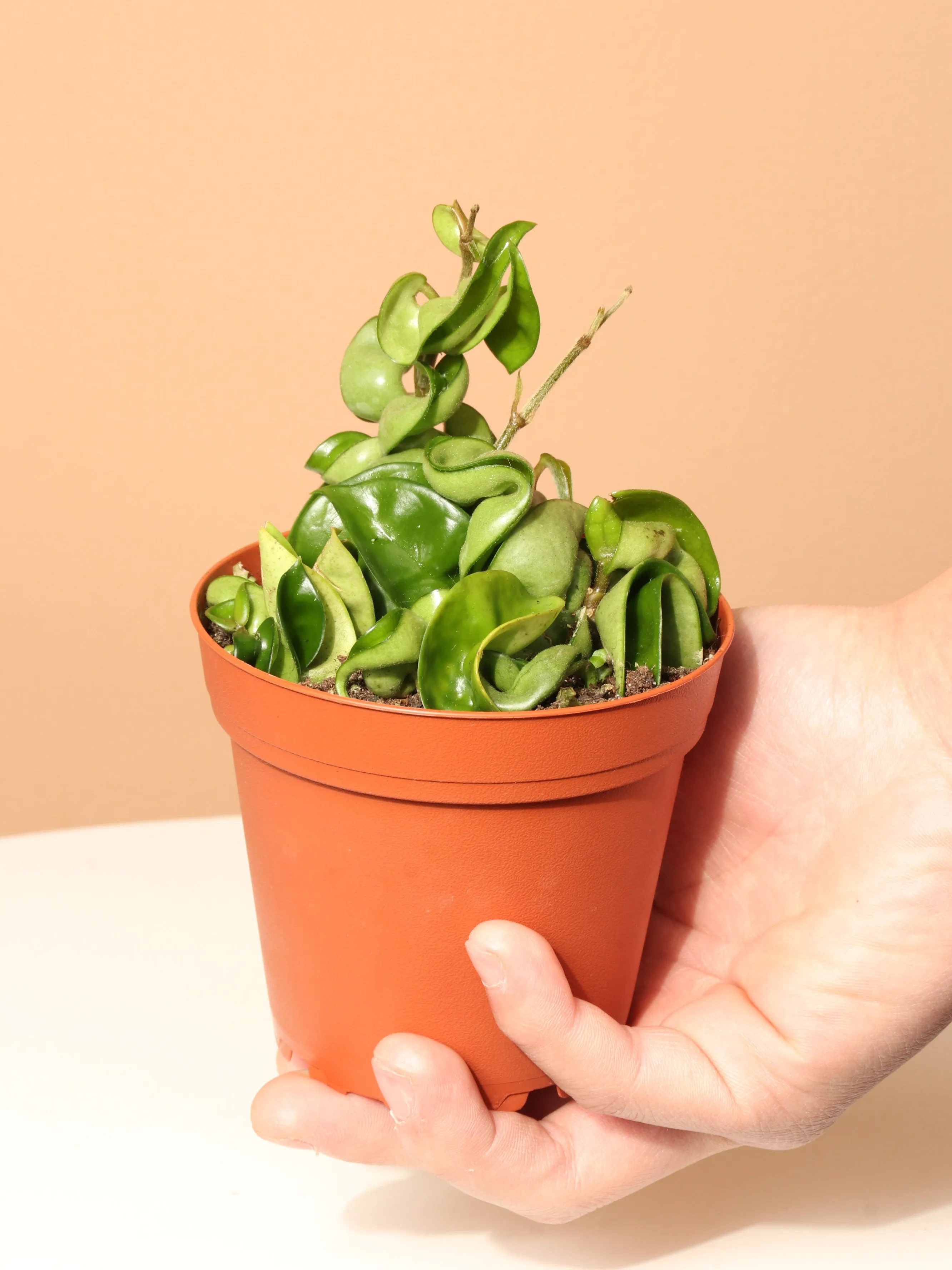 Pet-friendly Plant Bundle