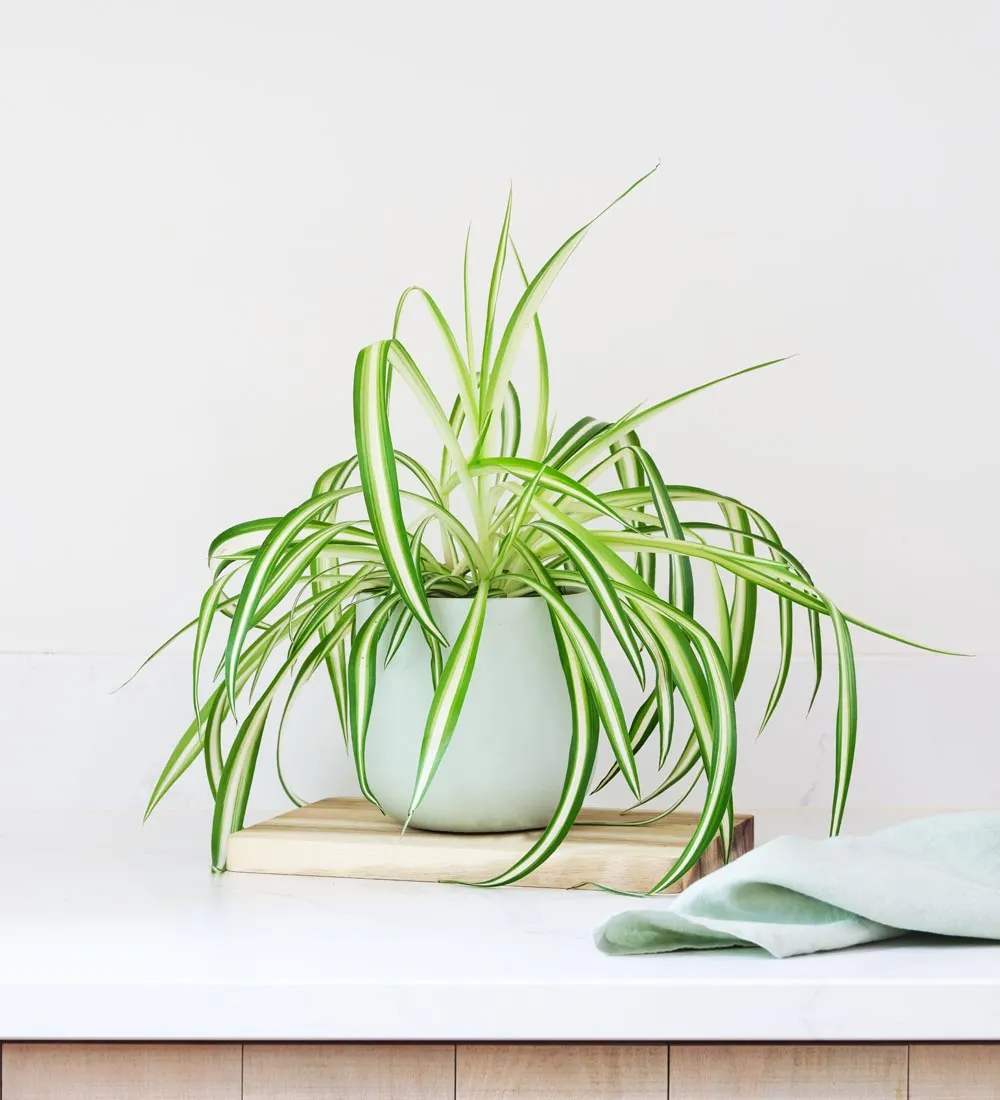 Pet Friendly Plant Bundle