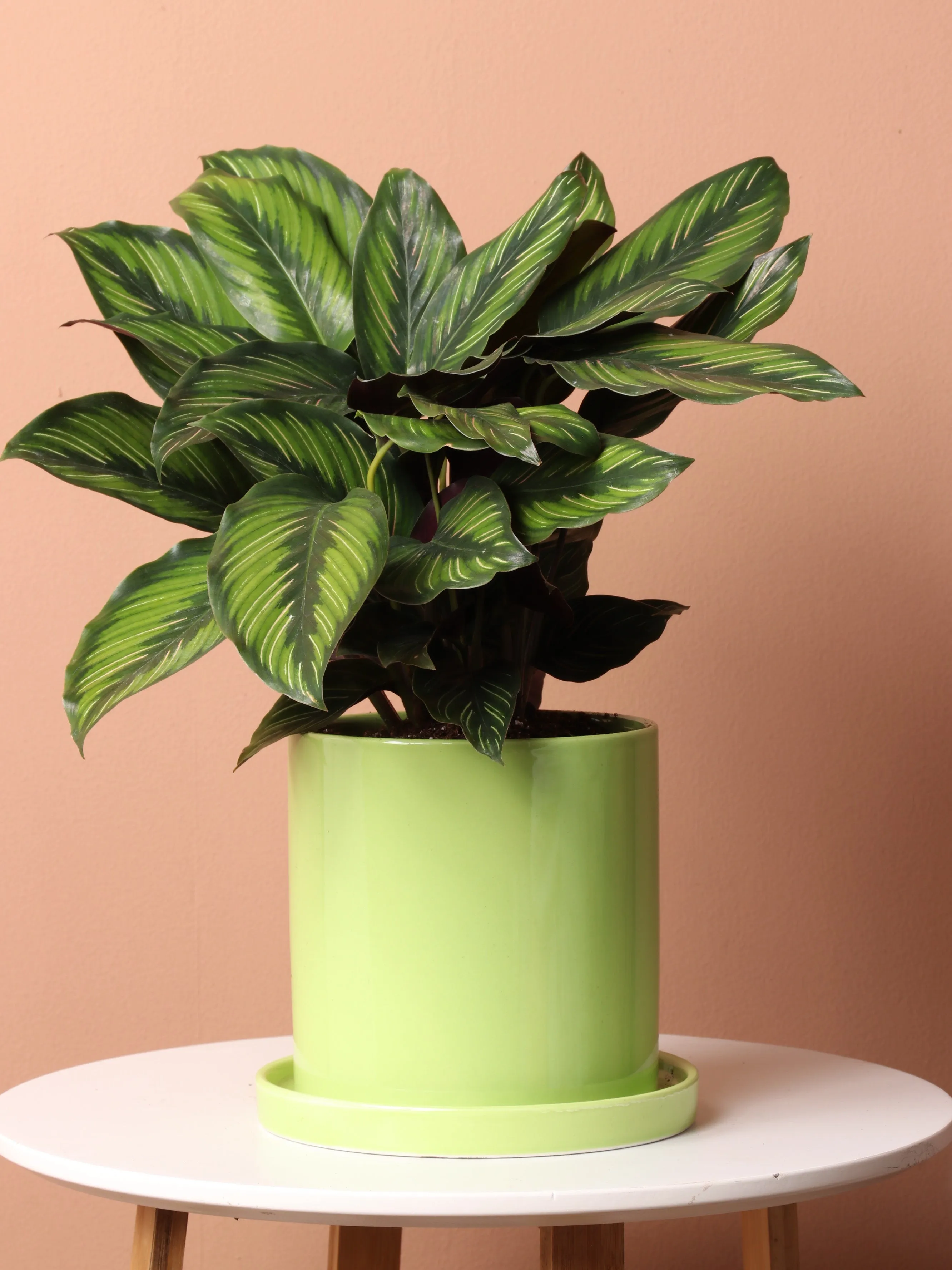 Pet-friendly Plant Bundle