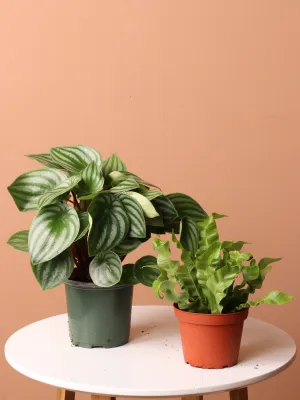 Pet-friendly Plant Bundle