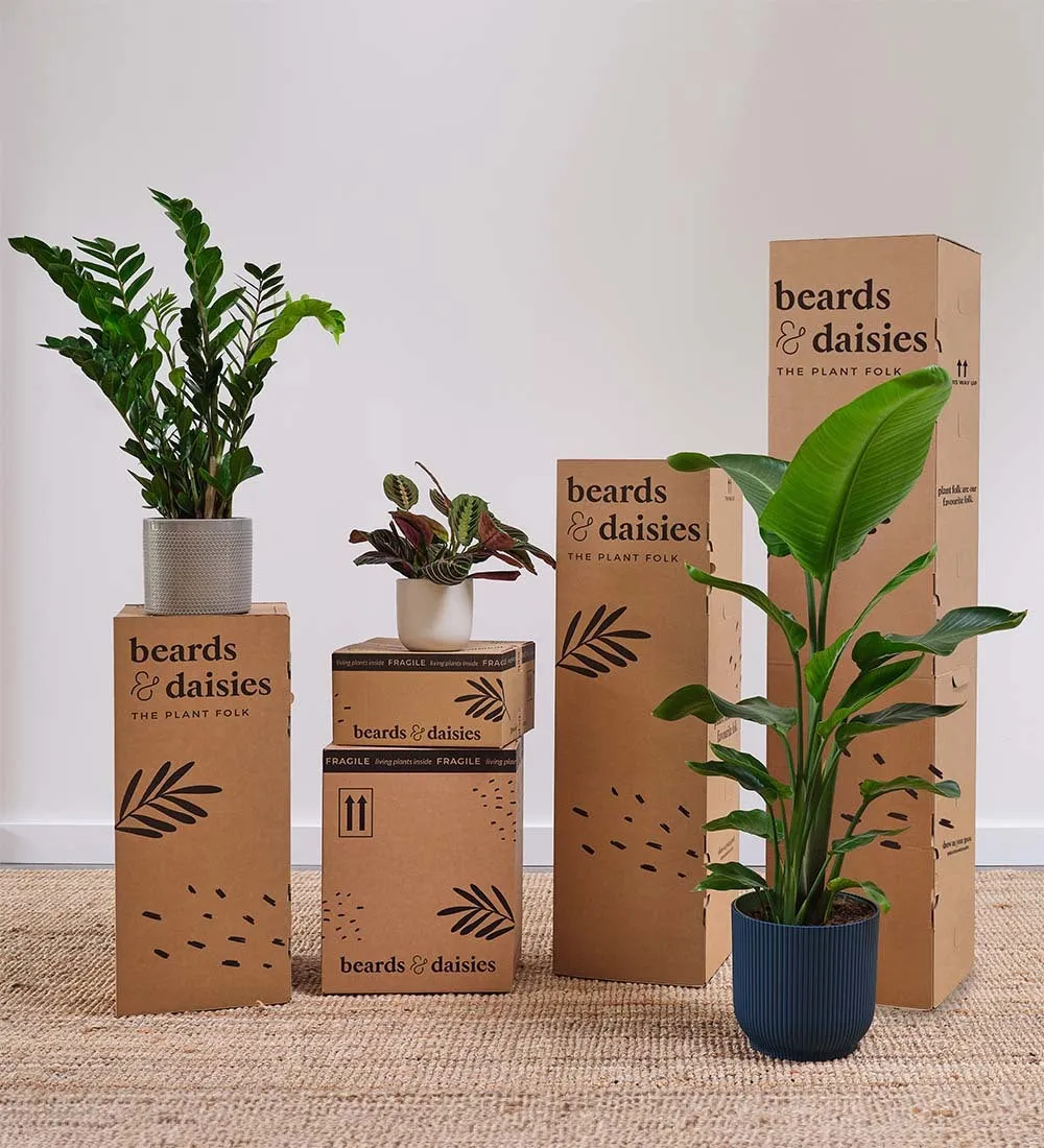 Pet Friendly Plant Bundle
