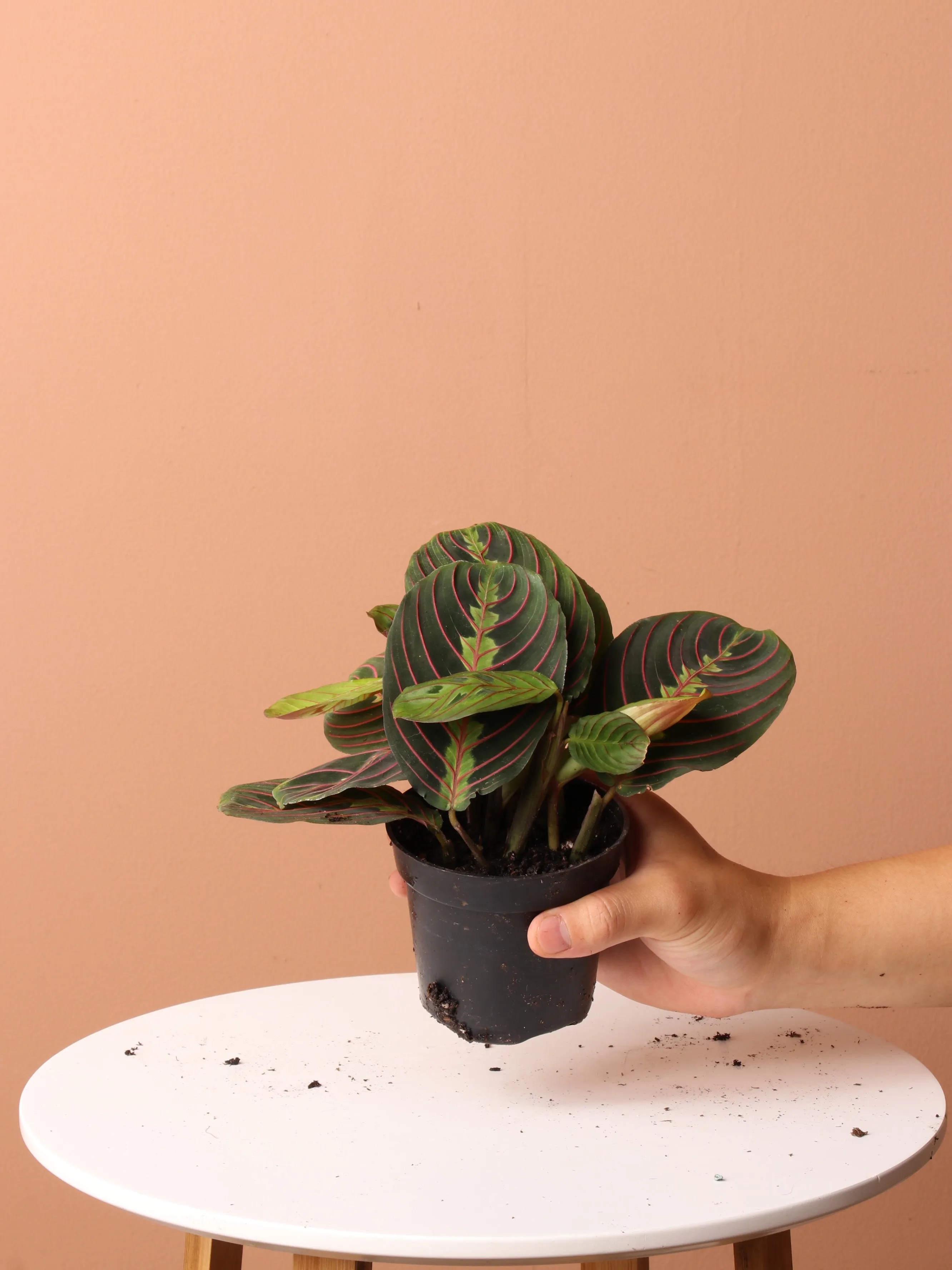 Pet-friendly Plant Bundle