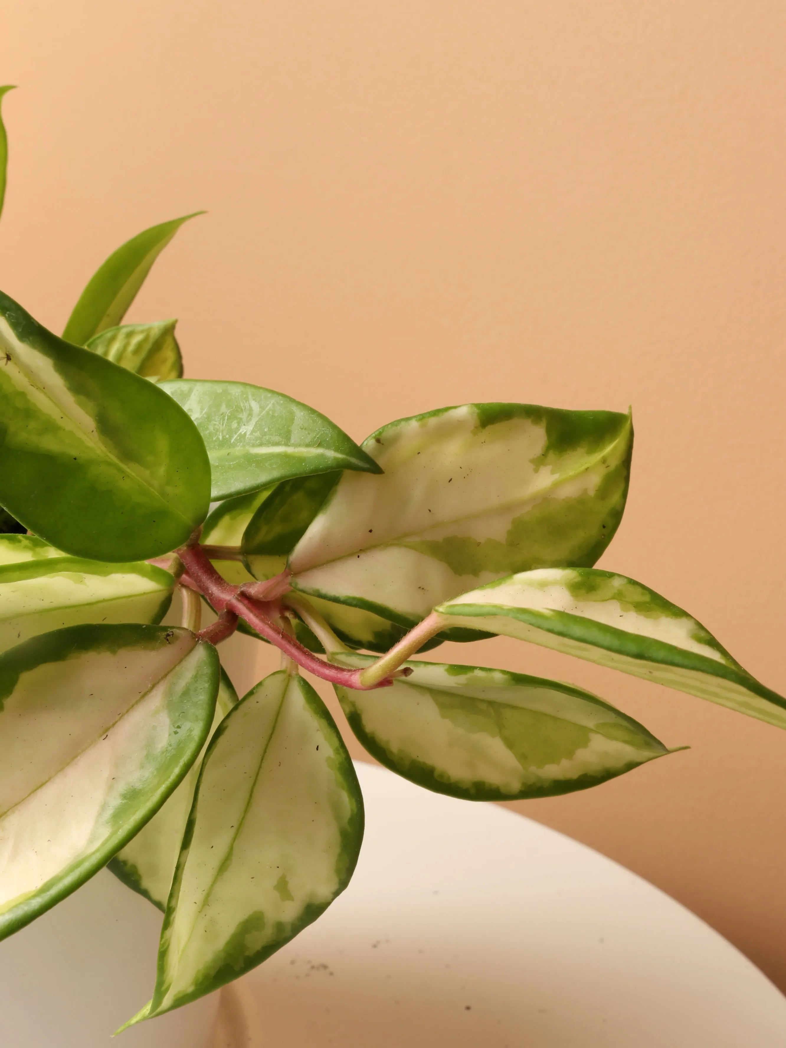 Pet-friendly Plant Bundle