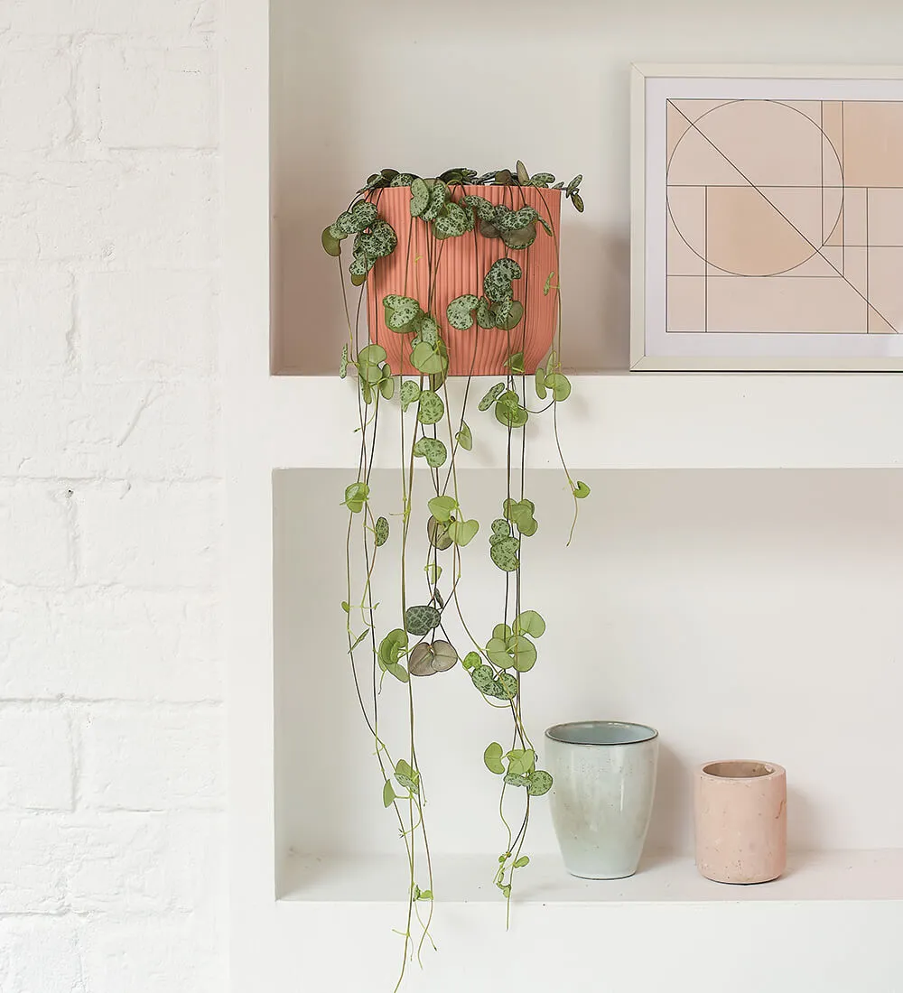 Pet Friendly Plant Bundle