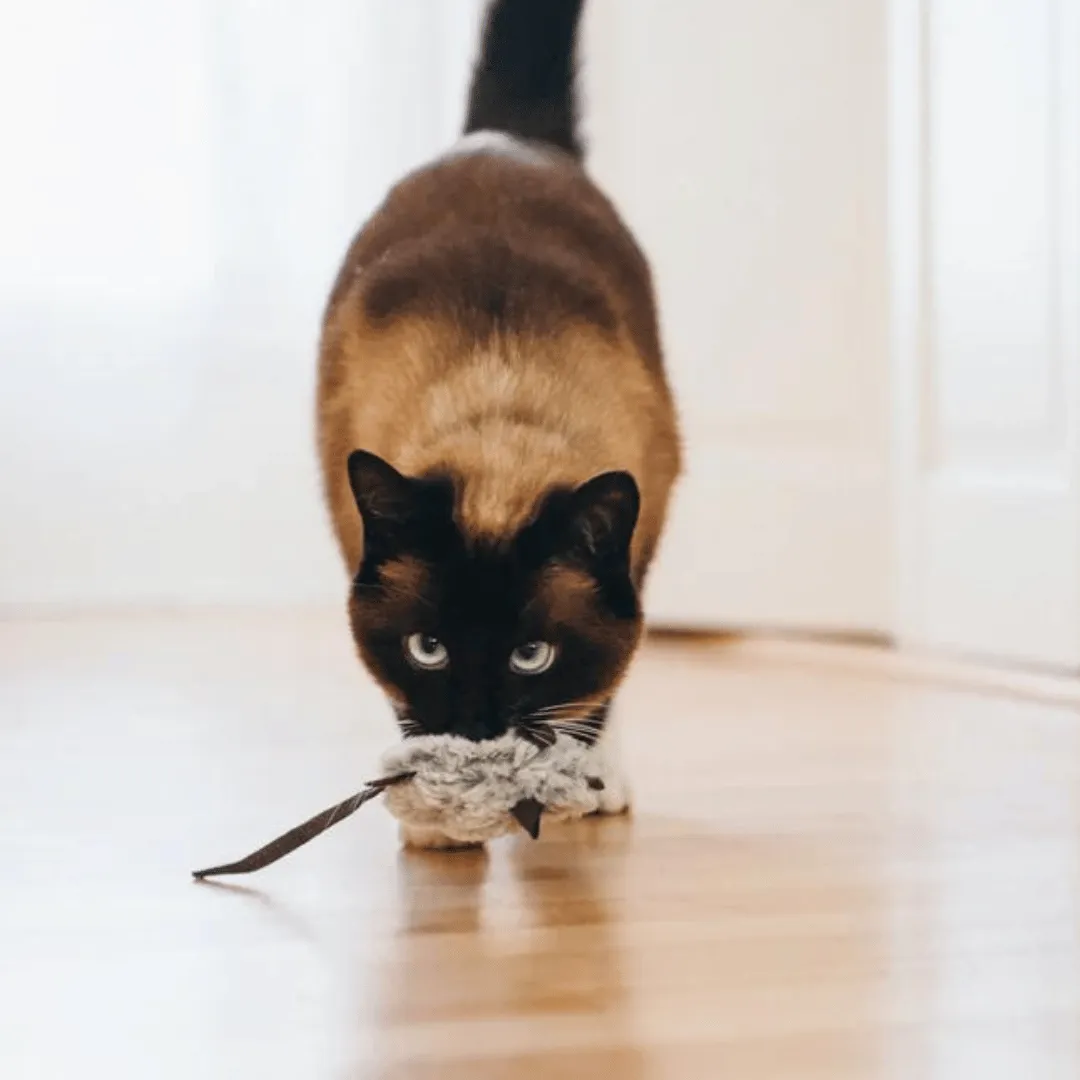 Pet Play Feline Frenzy_Catch a Meowse Cat Toy
