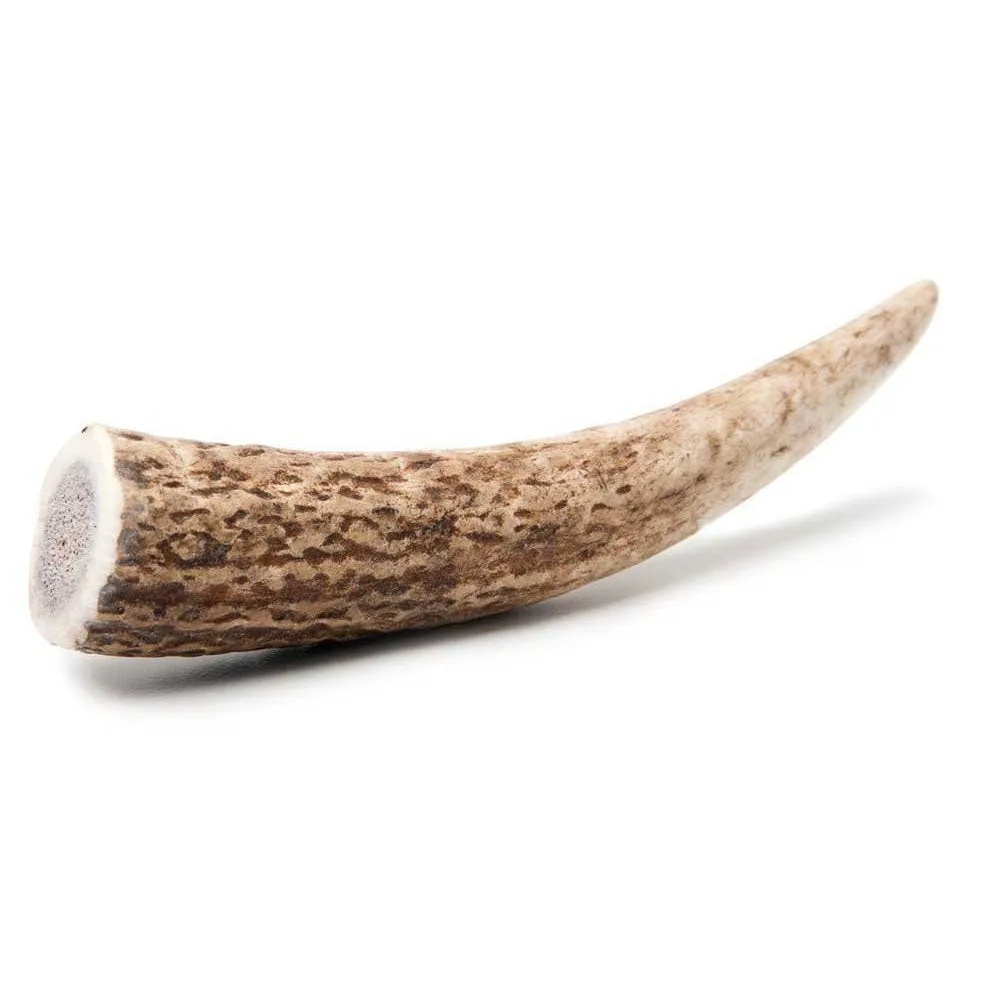 Prairie Dog Elk Antler Chews