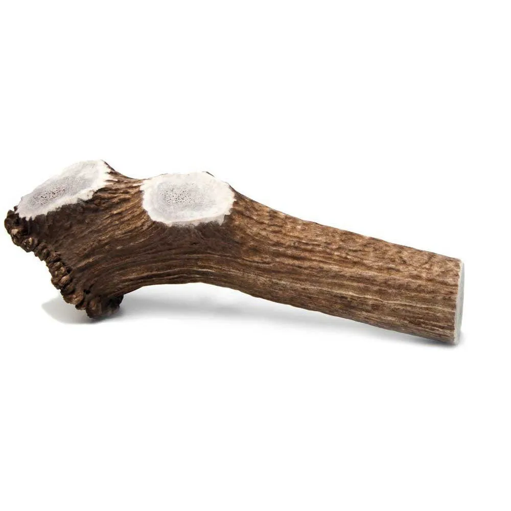 Prairie Dog Elk Antler Chews