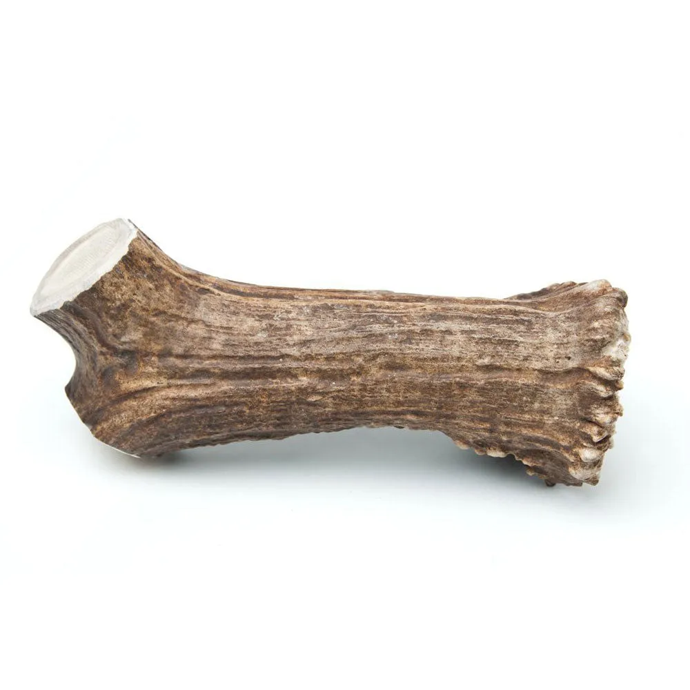 Prairie Dog Elk Antler Chews