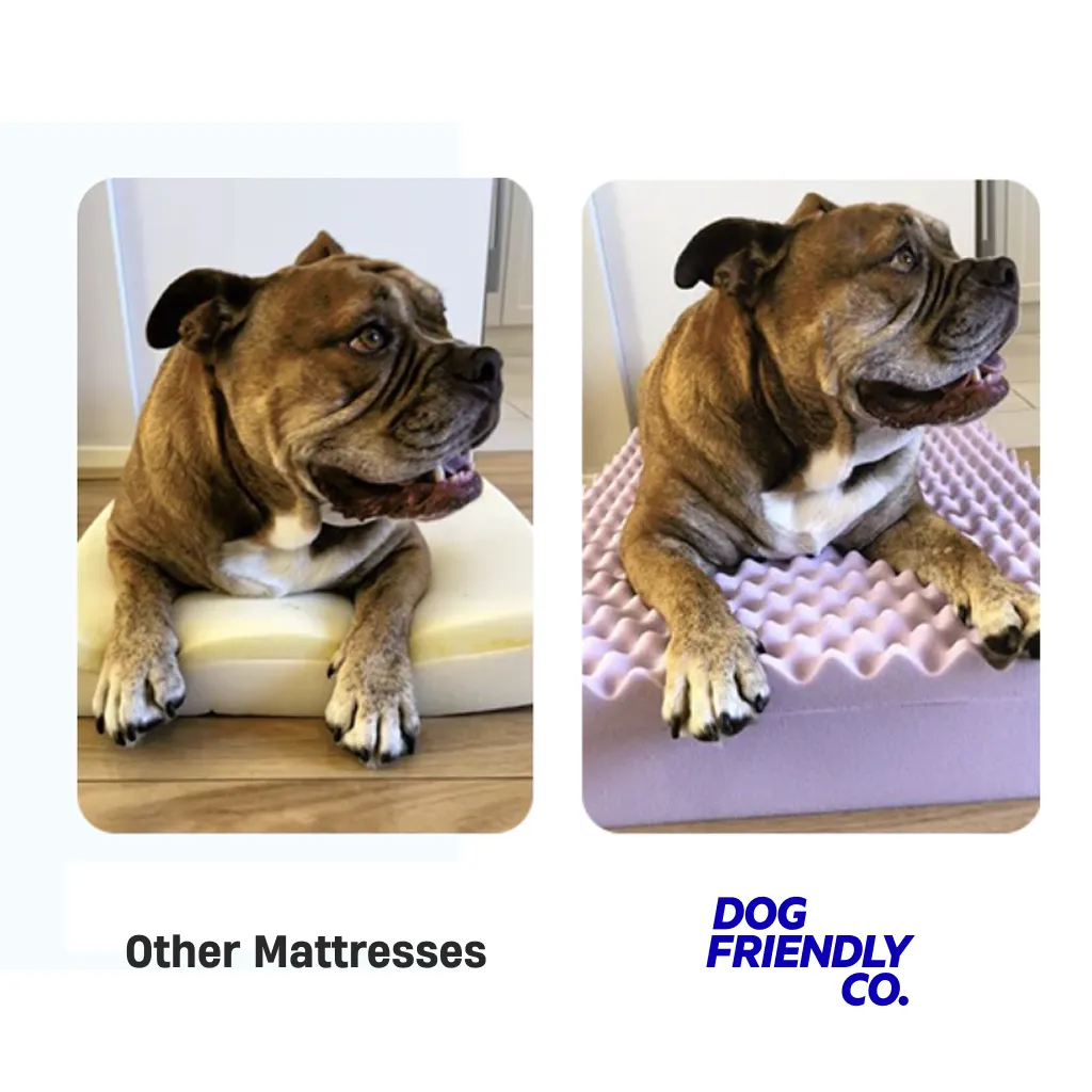 Premium Orthopedic Memory Foam Dog Bed - Cream (Medium)