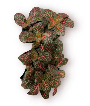 Red Fittonia Nerve Plant 4"