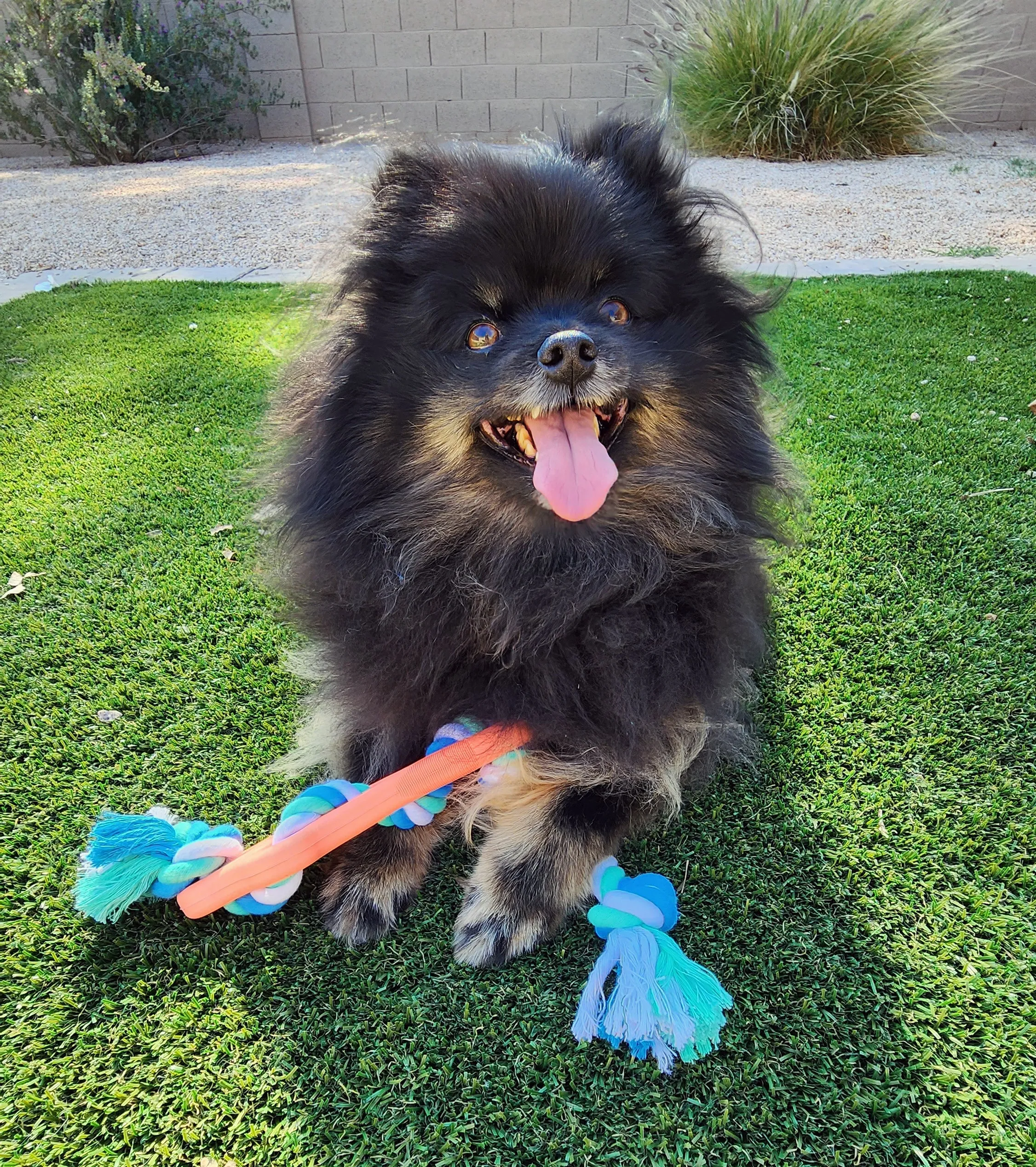 Rubber Bone with Tug Rope | PetPals®
