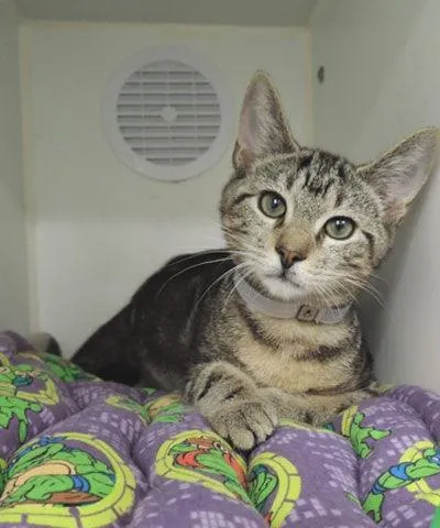 Sew & Donate a Pet Blanket for the Animal Care Centers of NYC