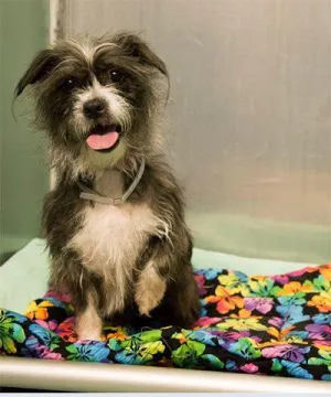 Sew & Donate a Pet Blanket for the Animal Care Centers of NYC